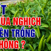 Có Nên Trồng Ớt Mùa Nghịch Không? Cơ Hội "Thắng Lớn" Và Rủi Ro Cần Biết
