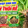 Giải Pháp Sinh Học Xử Lý Thối Rễ, Tuyến Trùng Trên Rau Màu