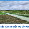 Nhận Biết 4 Nhóm Bệnh Hại Rau Màu Thường Gặp Trong Mùa Mưa Bão