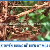 THỐI RỄ TUYẾN TRÙNG MÙA MƯA TRÊN ỚT