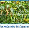 5 LÝ DO KHIẾN RUỘNG ỚT DỄ BỊ THÁN THƯ MÙA MƯA