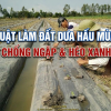 Kỹ Thuật Làm Đất Trồng Dưa Hấu Mùa Mưa: Chống Ngập Úng, Tránh Sụp Dây Héo Xanh