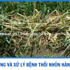 THỐI NHŨN HÀNH LÁ: NGUYÊN NHÂN VÀ CÁCH XỬ LÝ MÙA MƯA