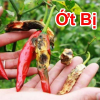 Cách Trị Thán Thư, Vàng Lá, Sương Mai Trên Ớt Mùa Mưa Ở Miền Tây
