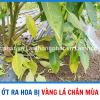 GIẢI PHÁP XỬ LÝ ỚT RA HOA BỊ VÀNG LÁ CHÂN MÙA MƯA 