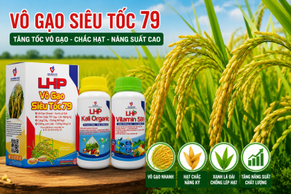 Vô Gạo Siêu Tốc 79 – Giải Pháp Tăng Tốc Vô Gạo, Chắc Hạt, Nâng Cao Năng Suất Lúa