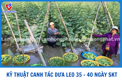 KỸ THUẬT CHĂM SÓC DƯA LEO GIAI ĐOẠN 35 - 40 NGÀY SAU TRỒNG