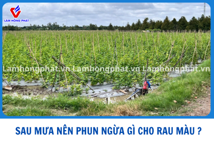 Sau Mưa Nên Phun Ngừa Bệnh Gì Cho Rau Màu? 