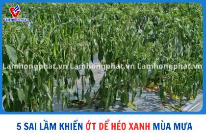 5 SAI LẦM KHIẾN ỚT HÉO XANH TRONG MÙA MƯA NÀY