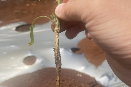 Rau Màu Mùa Mưa Miền Tây Dễ Bị Héo Rũ, Vàng Lá – Giải Pháp Bảo Vệ Bộ Rễ Hiệu Quả