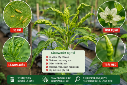 Bọ Trĩ Trên Cây Ớt – Phát Hiện Sớm Để Tránh Mất Mùa