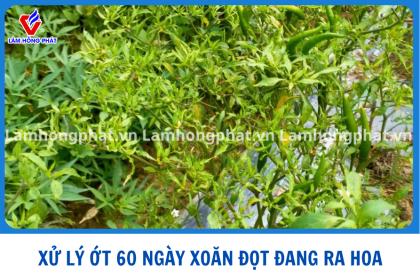 XỬ LÝ ỚT 60 NGÀY ĐANG MANG BÔNG BỊ XOĂN ĐỌT