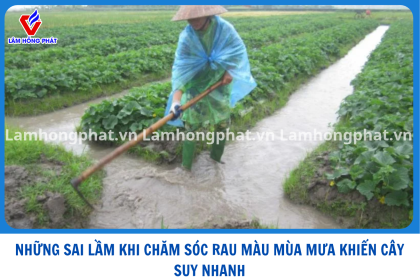 NHỮNG SAI LẦM KHI CHĂM SÓC RAU MÀU MÙA MƯA KHIẾN CÂY SUY NHANH