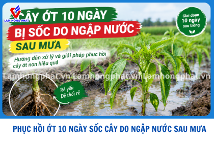 CÁCH XỬ LÝ CÂY ỚT 10 NGÀY BỊ SỐC DO NGẬP NƯỚC SAU MƯA – GIÚP CÂY HỒI PHỤC, RA RỄ KHỎE