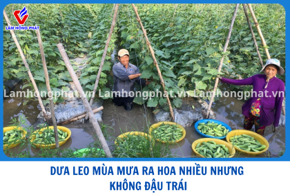 Dưa Leo Mùa Mưa Ra Hoa Nhiều Nhưng Ít Đậu Trái: Nguyên Nhân Và Cách Khắc Phục