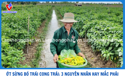 ỚT SỪNG CONG TRÁI, BÓ TRÁI: 3 NGUYÊN NHÂN HAY GẶP MÙA MƯA
