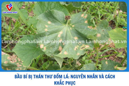 Bầu Bí Bị Thán Thư, Đốm Lá: Nguyên Nhân Và Cách Khắc Phục