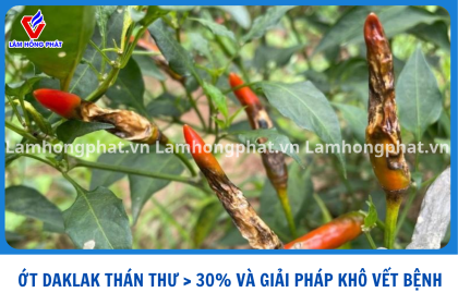 ỚT DAKLAK THÁN THƯ HƠN 30%:  GIẢI PHÁP XỬ LÝ NHANH KHÔ VẾT BẸNH