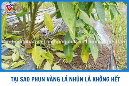 VÀNG LÁ NHŨN LÁ PHUN MÃI KHÔNG HẾT? NGUYÊN NHÂN VÀ CÁCH XỬ LÝ