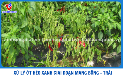 XỬ LÝ HÉO XANH TRÊN ỚT GIAI ĐOẠN RA HOA – MANG TRÁI TẠI VĨNH LONG