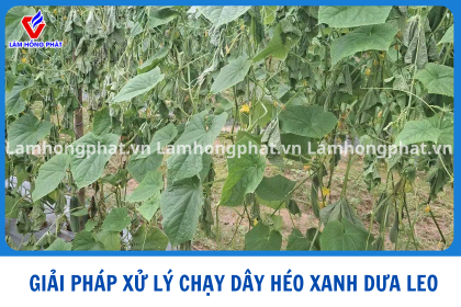 GIẢI PHÁP XỬ LÝ CHẠY DÂY HÉO XANH DƯA LEO MÙA MƯA MIỀN TÂY