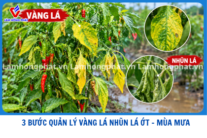 3 BƯỚC XỬ LÝ VÀNG LÁ, NHŨN LÁ TRÊN CÂY ỚT – GIẢI PHÁP BẢO VỆ VƯỜN ỚT MÙA MƯA