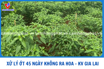 ỚT 45 NGÀY MÃI KHÔNG RA HOA ĐẬU TRÁI XỬ LÝ RA SAO ?