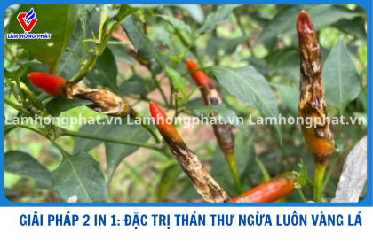 GIẢI PHÁP 2 IN 1: XỬ LÝ VÀNG LÁ, NHŨN LÁ, THÁN THƯ TRÊN ỚT MÙA MƯA