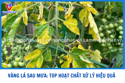 CHẶN ĐỨNG VÀNG LÁ SAU MƯA - CÁC HOẠT CHẤT XỬ LÝ HIỆU QUẢ 