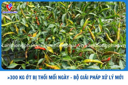 300 KG ỚT THỐI MỖI NGÀY – BỘ ĐÔI GIẢI PHÁP MỚI LAER 99 &amp; BOSY 99!