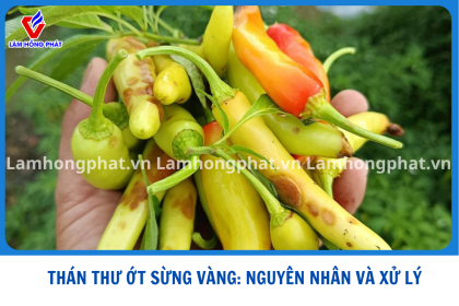 Bệnh Thán Thư Trên Ớt Sừng Vàng: Nhận Biết Sớm, Xử Lý Đúng Cách Với Bộ Đôi Bosy 99 Và Laer 99