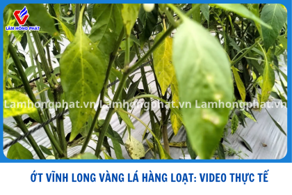 🌶️ ỚT VĨNH LONG VÀNG LÁ HÀNG LOẠT – BÀ CON XEM NGAY VIDEO THỰC TẾ!