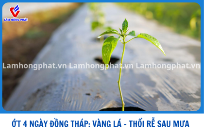 XỬ LÝ ỚT 4 NGÀY THỐI RỄ, VÀNG LÁ SAU MƯA KHU VỰC ĐỒNG THÁP