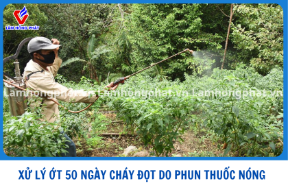 ỚT 50 NGÀY CHÁY ĐỌT DO PHUN THUỐC NÓNG - XỬ LÝ NHƯ THẾ NÀO ?