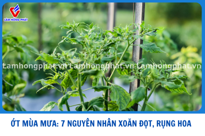 ỚT MÙA MƯA: 7 NGUYÊN NHÂN KHIẾN ỚT XOĂN ĐỌT, RỤNG BÔNG &amp; CHẬM LỚN