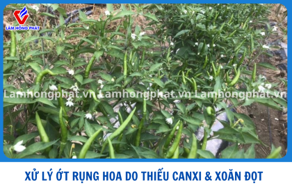 Ớt Mùa Mưa Rụng Bông, Rụng Trái, Xoăn Đọt: Đừng Để Mất Cả Lứa Trái Vì Thiếu Canxi