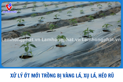XỬ LÝ ỚT MỚI TRỒNG BỊ XỤ LÁ VÀNG LÁ HÉO RŨ