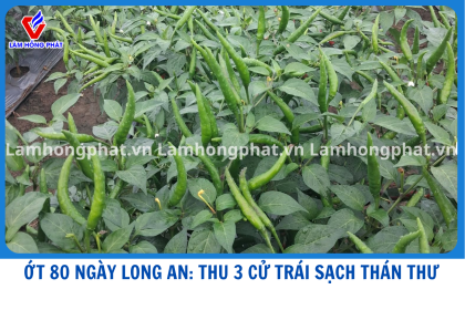 ỚT 80 NGÀY SẠCH THÁN THƯ: BÍ QUYẾT CỦA ANH KHÁCH LONG AN LÀ GÌ ? 