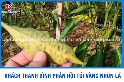 NÔNG DÂN THANH BÌNH NÓI GÌ VỀ TÚI VÀNG LÁ NHŨN LÁ ? HIỆU QUẢ RA SAO
