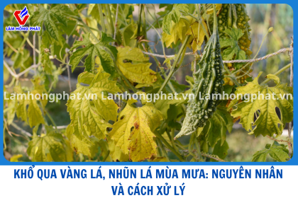 KHỔ QUA VÀNG LÁ, NHŨN LÁ MÙA MƯA: NGUYÊN NHÂN VÀ CÁCH XỬ LÝ