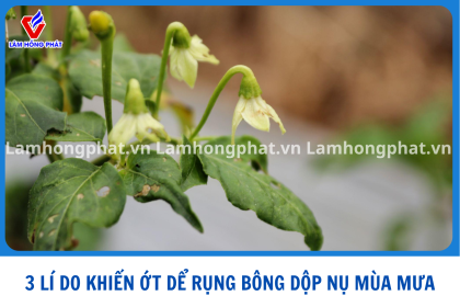 3 LÍ DO KHIẾN ỚT DỂ RỤNG BÔNG DỘP NỤ MÙA MƯA 