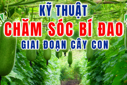 Kỹ Thuật Chăm Sóc Và Bón Phân Cho Cây Bí Đao Giai Đoạn Cây Con Chuẩn Kỹ Thuật