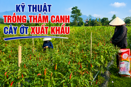 Kỹ Thuật Trồng Thâm Canh Cây Ớt Xuất Khẩu Đạt Năng Suất Cao, Trái Đẹp, Ít Sâu Bệnh