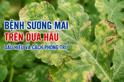Bệnh Sương Mai Trên Dưa Hấu: Dấu Hiệu, Nguyên Nhân Và Cách Phòng Trị Hiệu Quả