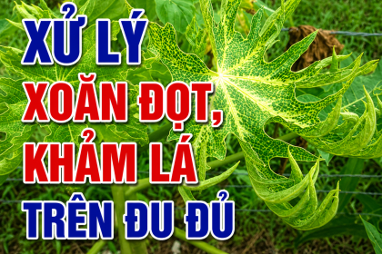 Đu Đủ Bị Xoăn Đọt, Vàng Lá? Cách Xử Lý Hiệu Quả