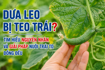 Dưa Leo Bị Teo Trái? Tìm Hiểu Nguyên Nhân Và Giải Pháp Nuôi Trái To Đồng Đều