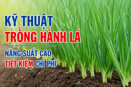 Kỹ Thuật Trồng Hành Lá Đạt Năng Suất Cao – Cách Chăm Sóc Và Bón Phân Hiệu Quả