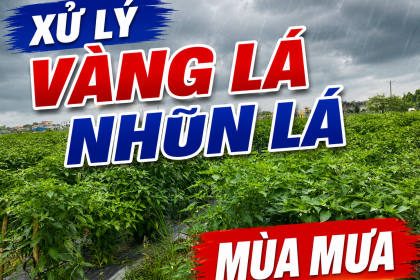 Bệnh Vàng Lá Đốm Lá Mắt Cua Trên Cây Ớt: Nguyên Nhân, Triệu Chứng Và Biện Pháp Xử Lý Tận Gốc