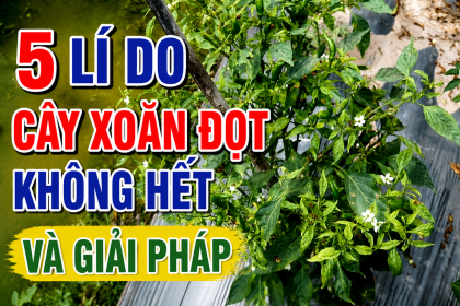 5 LÝ DO PHUN XOĂN ĐỌT MÃI KHÔNG HẾT