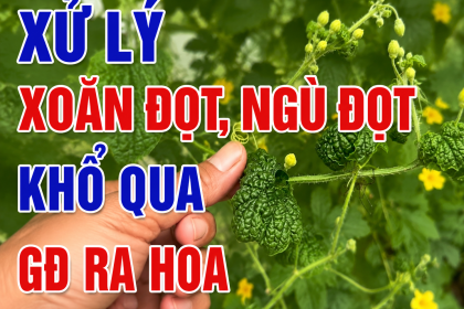 Cách Điều Trị Dứt Điểm Bệnh Tóp Đầu Lá (Xoăn Đọt) Trên Khổ Qua